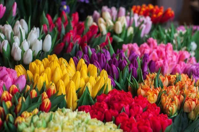 Năm mới đừng mua 5 loại cây này về chưng, kẻo thu hút vận xui, khiến gia đạo bất hòa - Ảnh 1.