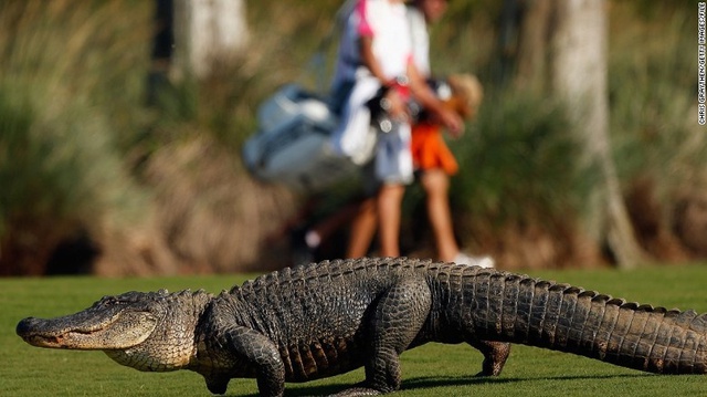 Lặn nhặt bóng golf: Nghề kiếm hàng triệu USD/năm là chuyện thường, nhưng đánh đổi cả tính mạng, không phải ai cũng dám thử - Ảnh 3.