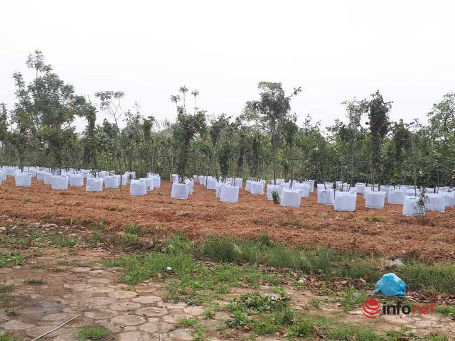 Mê Linh: Những dự án được vẽ mĩ miều thành nơi hoang vu, ‘ngủ quên’ cả thập kỷ cần người ‘đánh thức’ - Ảnh 7.