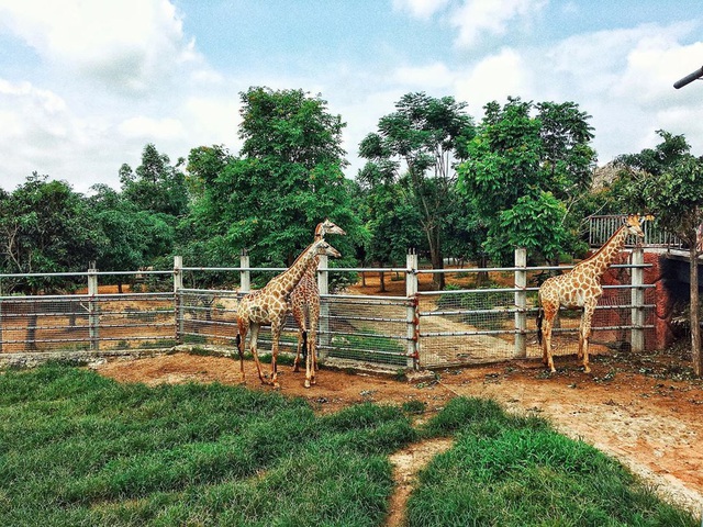 3 vườn thú safari ở Việt Nam: Tận mắt chiêm ngưỡng thế giới hoang dã với giá cực phải chăng, phù hợp với các gia đình có con nhỏ - Ảnh 1.