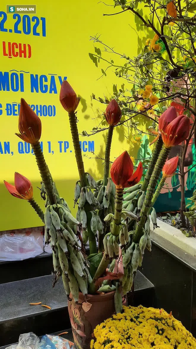  Độc lạ: Hoa chuối rừng xuống phố đón Tết, 60.000 đồng/bông không đủ hàng để bán - Ảnh 1.