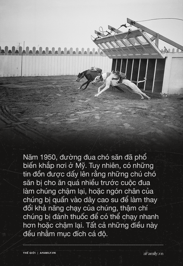 Kỷ nguyên đua chó săn tại Mỹ sắp kết thúc: Hàng ngàn chú chó bị ngược đãi, bị bỏ rơi sau nhiều năm phục vụ thú vui giải trí của con người - Ảnh 5.