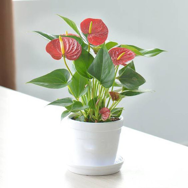 Muốn có tài lộc, may mắn, nhất định phải trồng 8 loại cây này trong nhà - Ảnh 4.