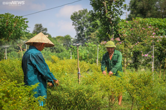 Ảnh: Mục sở thị khu vườn trồng loại ớt đắt nhất thế giới ở Hà Tĩnh - Ảnh 12.