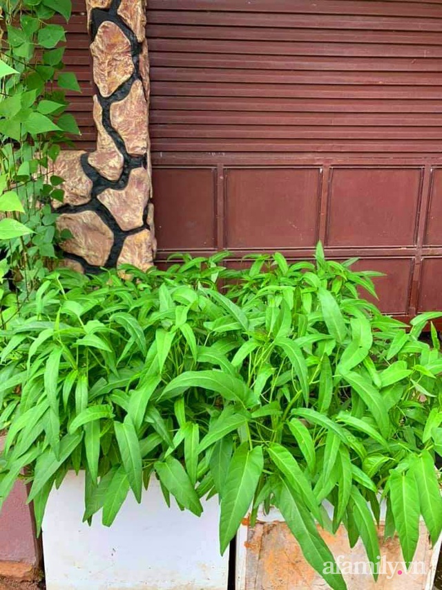 Khu vườn trước cửa xanh mát với đủ loại rau củ của chàng trai Việt ở châu Phi - Ảnh 4.