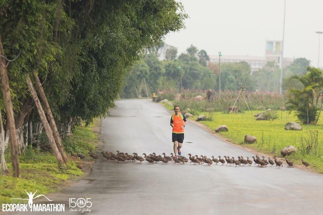 Chim Công, Vịt Trời, Thiên Nga làm tổ trong khu đô thị Ecopark - Ảnh 8.