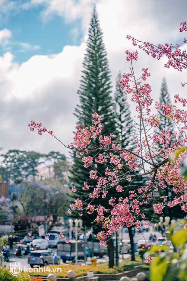 Sau “biển người” du lịch Tết, Đà Lạt trở về với đúng vẻ “nàng thơ”: Thành phố yên bình đến thổn thức! - Ảnh 14.