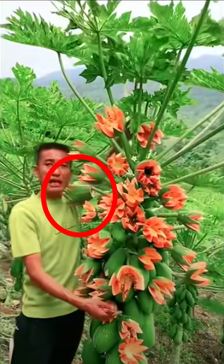Lão nông khoe cây đu đủ kỳ quái trái bung nở như hoa thu hút 2,6 triệu lượt xem, dân mạng rình mò phát hiện sự thật không cãi được - Ảnh 4.