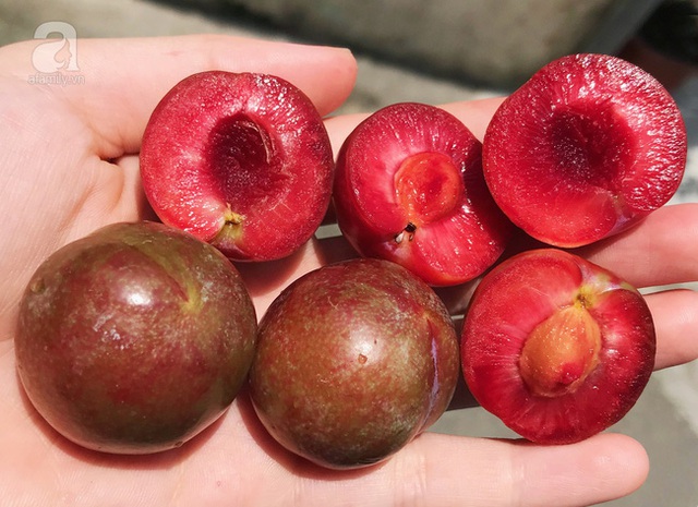 Ăn mận có tác dụng gì? Băn khoăn được chuyên gia giải đáp, tiết lộ thêm một loạt bài thuốc cùng bí kíp dưỡng nhan đỉnh cao từ quả mận - Ảnh 3.