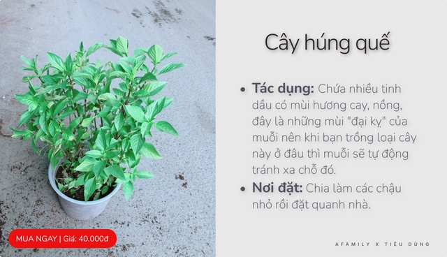 Với vài chục nghìn trong tay, cứ chọn mua 7 loại cây cảnh này đảm bảo muỗi sợ hãi tránh xa nhà bạn - Ảnh 3.