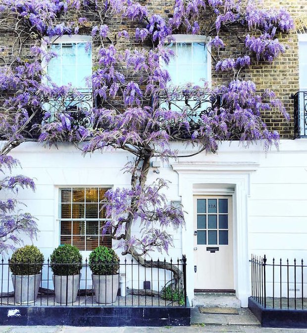  Tản mạn khắp London, nhiếp ảnh gia chụp bộ ảnh với những cánh cửa thơ mộng như lạc vào thế giới cổ tích - Ảnh 4.