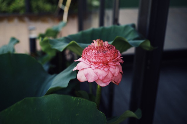 Ở penthouse rộng 300m2 trên tầng 30, vợ chồng trẻ chịu chơi xây hẳn hồ trồng hoa sen ngoài ban công - Ảnh 7.