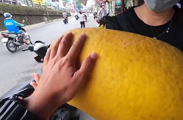 Dân mạng xôn xao loại bưởi lạ to như quả bí khổng lồ, ăn được từ vỏ đến ruột với giá lên tới 100k/kg!? - Ảnh 4.