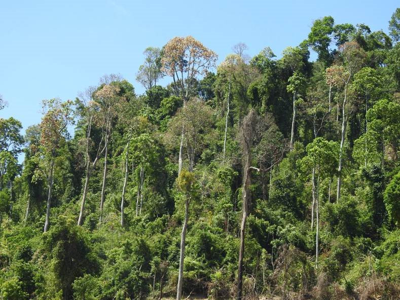 'Lộc trời' ở Việt Nam 4 năm mới có 1 lần: Trung Quốc săn lùng, gây 'cơn sốt lạ' - Ảnh 1.