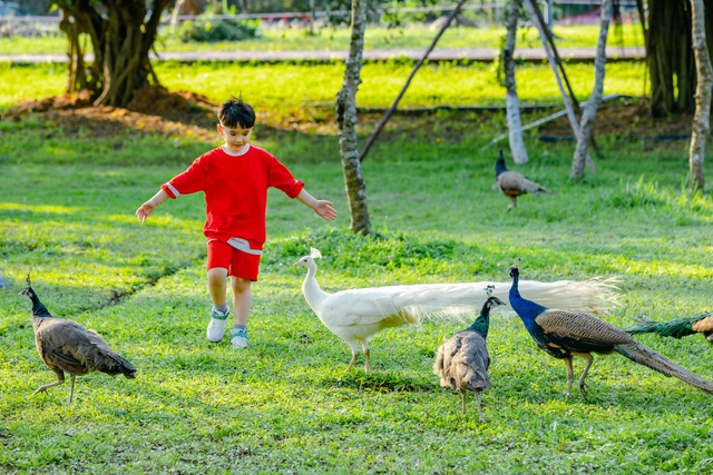 Chim Công, Vịt Trời, Thiên Nga làm tổ trong khu đô thị Ecopark - Ảnh 3.