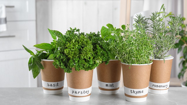 7 loại thảo mộc chẳng tốn sức chăm vẫn lớn nhanh như thổi - Ảnh 1.