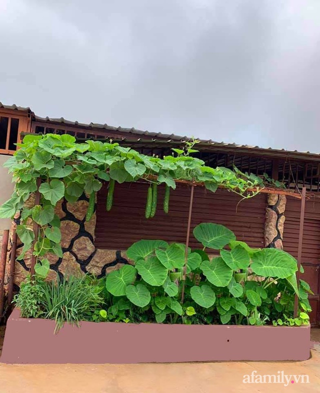 Khu vườn trước cửa xanh mát với đủ loại rau củ của chàng trai Việt ở châu Phi - Ảnh 12.