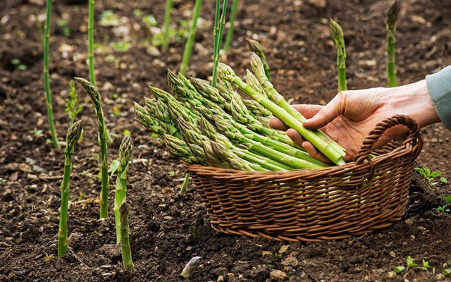 Nước tiểu xuất hiện màu hoặc mùi như thế này cảnh báo đi gặp bác sĩ khám gấp - Ảnh 5.