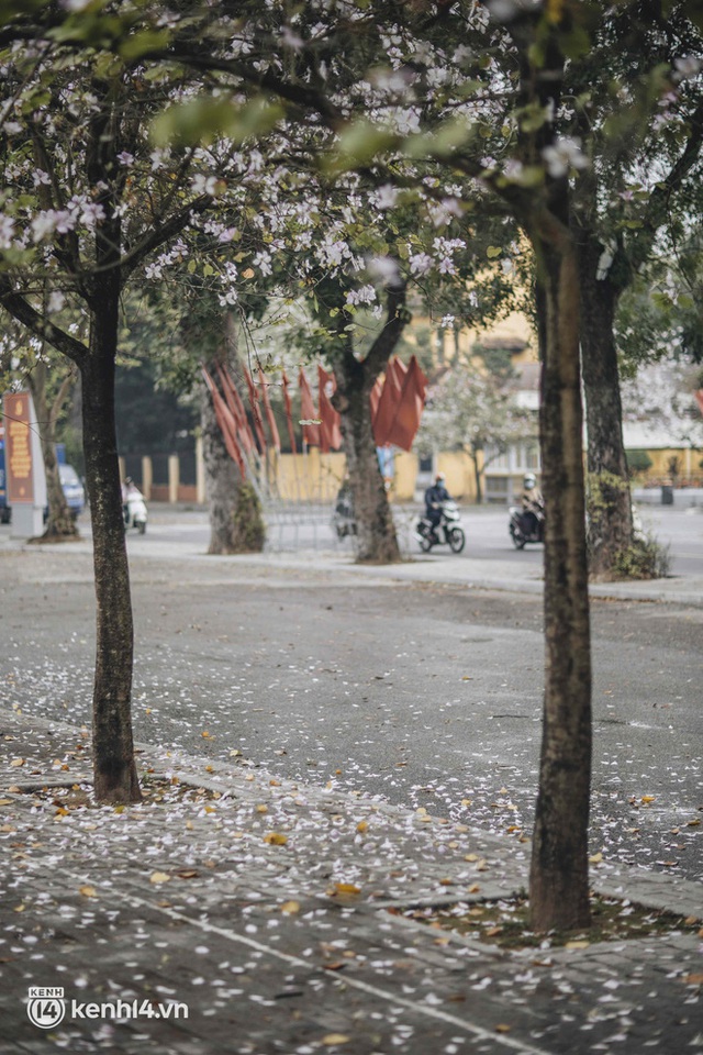 Hà Nội ngày mưa rơi cũng không ngăn nổi tinh thần dân chơi: Người người thi nhau lên đồ đi chụp mùa hoa ban tím mới - Ảnh 20.