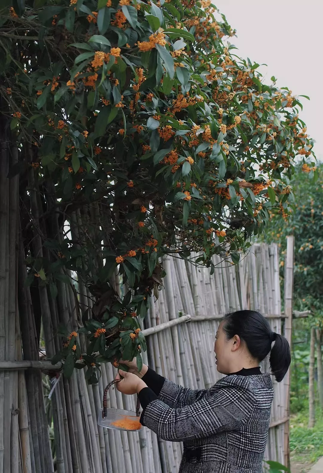 9X được thừa kế một khu đất hoang dưới quê, sau 60 ngày cải tạo biến thành nhà vườn cổ điển chữa lành tâm hồn - Ảnh 5.