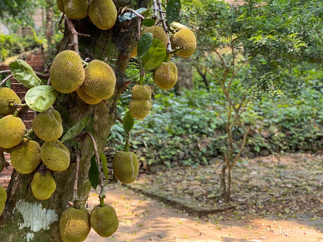 Cải tạo không gian rêu phong thành nhà vườn gói ghém những bình yên của người phụ nữ Hà Thành - Ảnh 8.