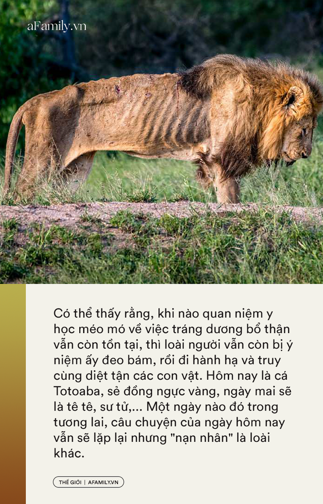 Thần dược chốn phòng the - cái mác mà con người gắn lên động vật để truy cùng diệt tận từ cá, chim đến sư tử và tiếp theo là loài nào? - Ảnh 10.