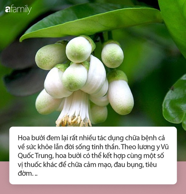 Tháng 3 mùa hoa bưởi: Vừa đẹp, thơm lại vừa làm thuốc chữa bệnh siêu hay - Ảnh 2.