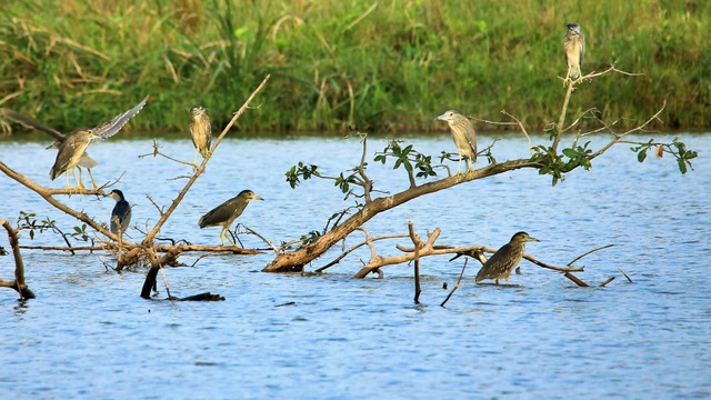 Chim Công, Vịt Trời, Thiên Nga làm tổ trong khu đô thị Ecopark - Ảnh 10.