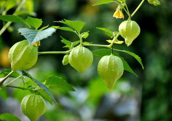 Đây là loại quả mà người Việt chỉ coi là cỏ dại, sang Nhật được tôn như thảo dược quý chữa đủ thứ bệnh, bán giá 700k/kg vẫn cháy hàng - Ảnh 7.