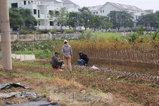 Đến lượt Hà Nội tạm dừng phân lô, tách thửa với đất nông nghiệp - Ảnh 1.