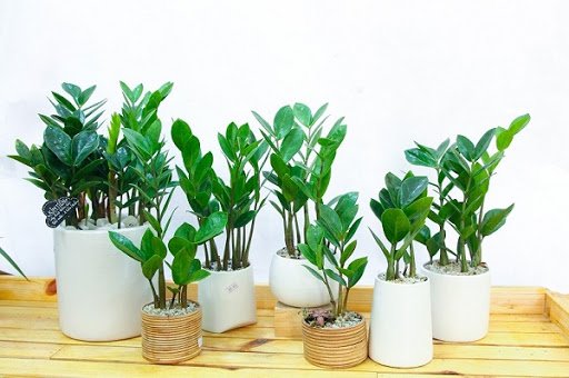 7 loại cây cảnh phổ biến nhưng có độc, nên cân nhắc kỹ trước khi trồng - Ảnh 4.