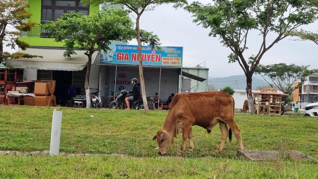  Giá đất tăng, ki-ốt bất động sản Đà Nẵng đồng loạt mở cửa lại - Ảnh 4.