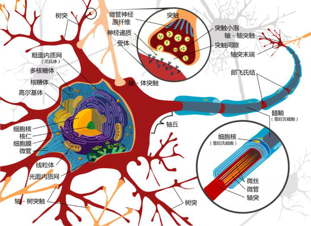 Sau 8 tiếng, loại virus này sẽ chui vào não và nó sẽ trở thành bất tử - Ảnh 4.