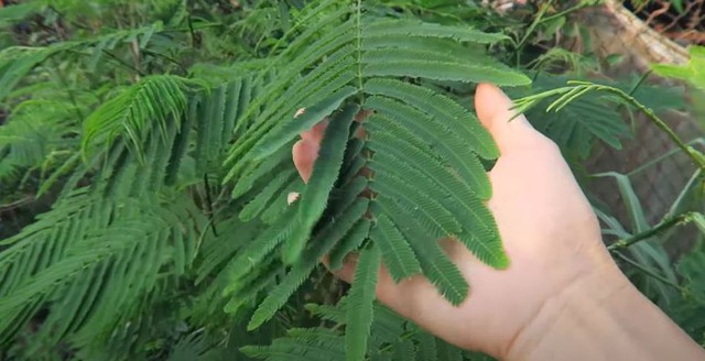 Món đặc sản Tây Bắc một nhà ăn cả xóm ngửi thấy - Ảnh 2.