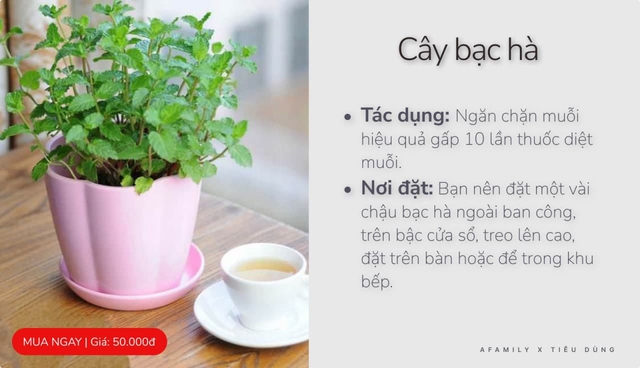 Với vài chục nghìn trong tay, cứ chọn mua 7 loại cây cảnh này đảm bảo muỗi sợ hãi tránh xa nhà bạn - Ảnh 4.