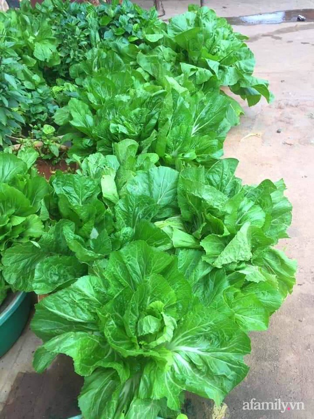 Khu vườn trước cửa xanh mát với đủ loại rau củ của chàng trai Việt ở châu Phi - Ảnh 22.