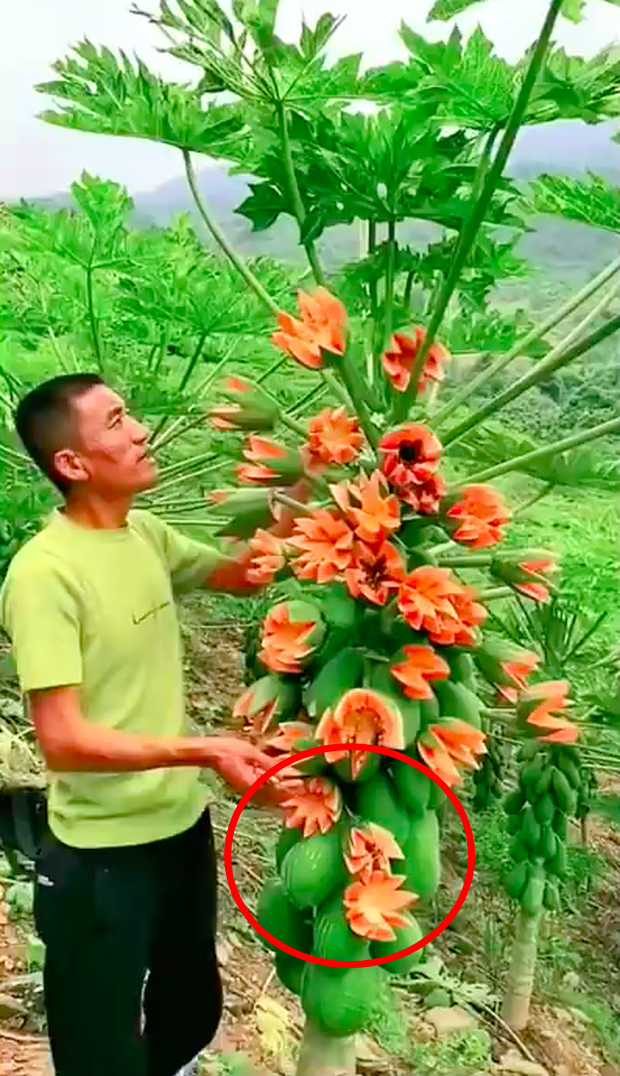 Lão nông khoe cây đu đủ kỳ quái trái bung nở như hoa thu hút 2,6 triệu lượt xem, dân mạng rình mò phát hiện sự thật không cãi được - Ảnh 5.