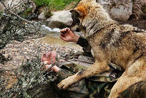 Câu chuyện có thật về cậu bé rừng xanh được bầy sói nuôi dưỡng trong 12 năm và cuộc sống sau khi tái hòa nhập cộng đồng con người - Ảnh 2.