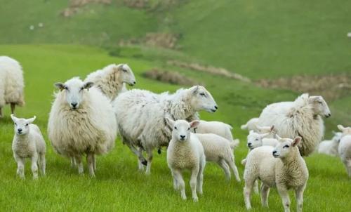 Câu hỏi phỏng vấn: Làm thế nào đưa 100 con cừu qua sông trong 3 lần với số cừu bằng nhau? - Ảnh 1.