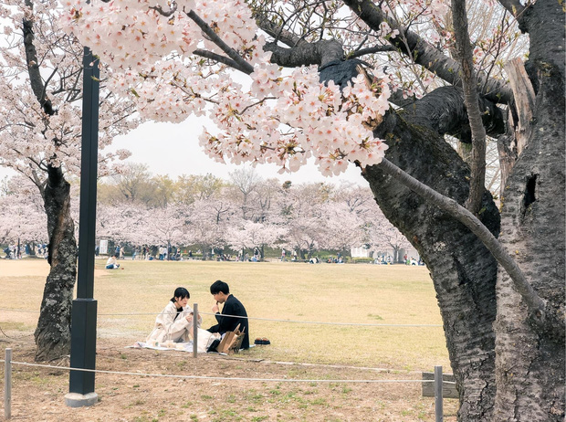 Có một mùa hoa anh đào Nhật Bản đẹp đến tan chảy qua ống kính của du học sinh người Việt: Một khi đã xem thì chẳng thể rời mắt được - Ảnh 12.