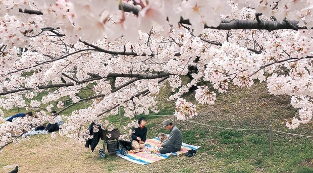 Có một mùa hoa anh đào Nhật Bản đẹp đến tan chảy qua ống kính của du học sinh người Việt: Một khi đã xem thì chẳng thể rời mắt được - Ảnh 13.
