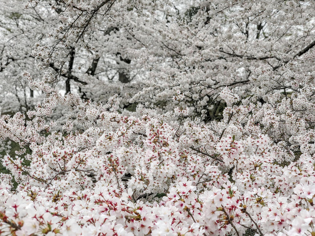 Có một mùa hoa anh đào Nhật Bản đẹp đến tan chảy qua ống kính của du học sinh người Việt: Một khi đã xem thì chẳng thể rời mắt được - Ảnh 7.