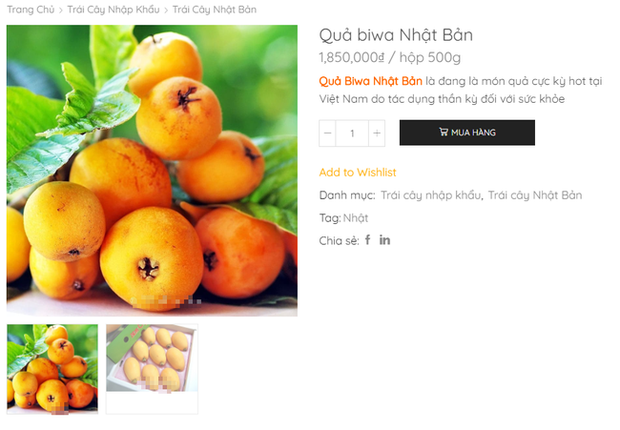 Nhật Bản có loại quả mọc dại đầy đường không ai hái, về đến Việt Nam có giá lên tới 4 triệu/kg, chỉ dành cho hội nhà giàu? - Ảnh 7.