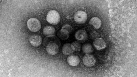 Phát hiện 2 con virus anh em với Covid-19: Quái vật 4 trong 1, nhảy từ động vật sang người - Ảnh 1.
