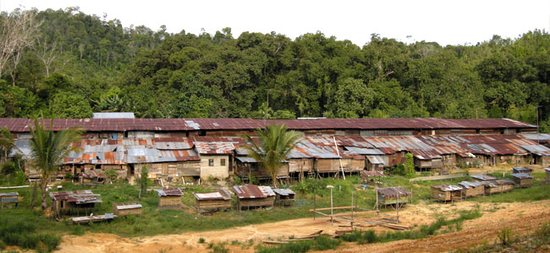 Phát hiện 2 con virus anh em với Covid-19: Quái vật 4 trong 1, nhảy từ động vật sang người - Ảnh 3.