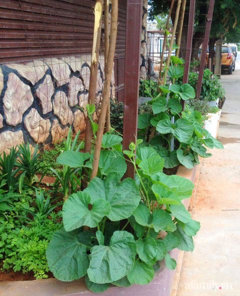 Khu vườn trước cửa xanh mát với đủ loại rau củ của chàng trai Việt ở châu Phi - Ảnh 11.
