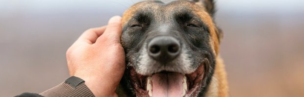 Nghiên cứu mới cho thấy việc cưng nựng một chú chó có tác dụng chữa bệnh tuyệt vời đối với bộ não - Ảnh 2.