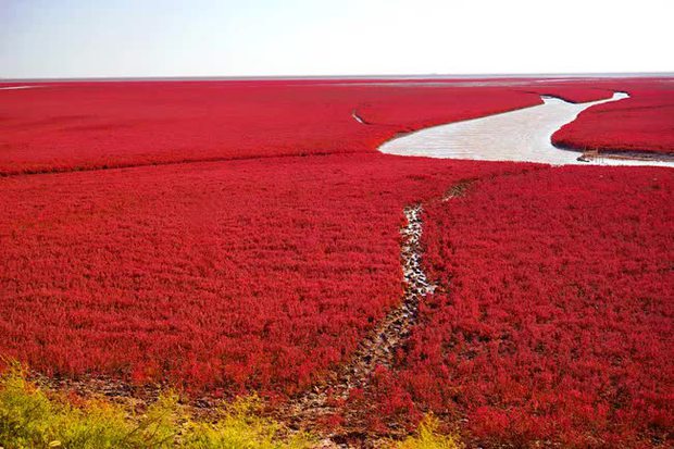 Bãi biển độc đáo ở Trung Quốc bình thường trong xanh nhưng đến mùa thu chuyển màu đỏ sặc sỡ đẹp mê hồn - Ảnh 1.