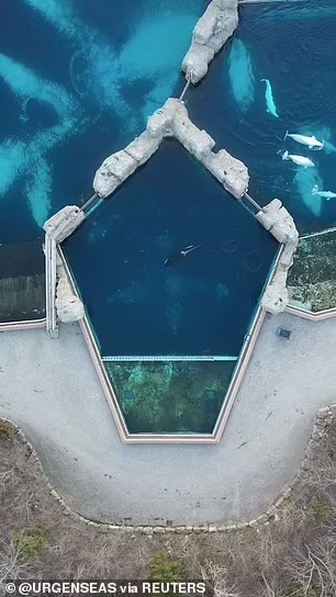 Cá voi sát thủ cô đơn nhất thế giới qua đời: Hơn 1 thập kỷ bị cô lập, từng có video quay cảnh đập đầu vào tường gây xót xa - Ảnh 3.