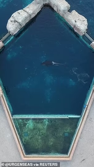 Cá voi sát thủ cô đơn nhất thế giới qua đời: Hơn 1 thập kỷ bị cô lập, từng có video quay cảnh đập đầu vào tường gây xót xa - Ảnh 2.